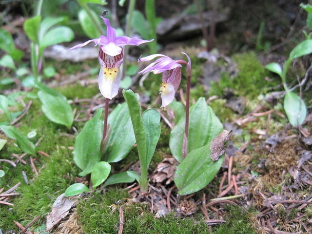 Pair of Calypso Orchids