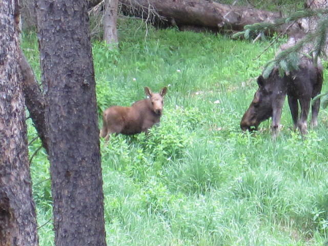Moose Cow and Calf