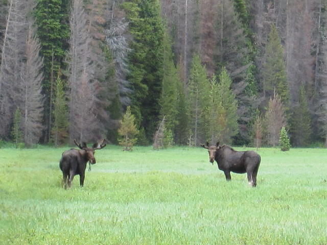 Moose in Big Meadow