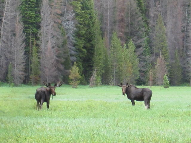 Moose in Big Meadow